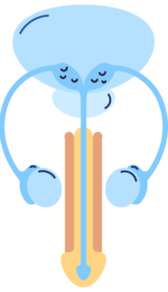 Erectile dysfunction - Uroweb - Patient Information